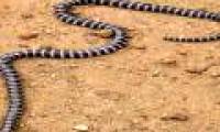 Scientists stumbled upon a horrifying new poisonous snake that only lives in Australia