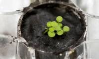Scientists successfully planted germinating plants on the Moon's soil