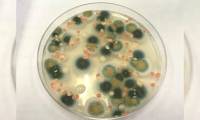 Scientists suddenly discovered a strange fungus on the wall of the Chernobyl nuclear reactor