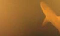 Scientists unexpectedly saw this when placing cameras in the volcanic volcano