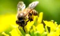 Scientists want to turn bees into an army that specializes in detecting explosives and radioactivity