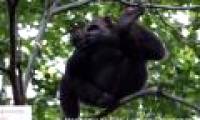 Scientists were surprised to see chimpanzees eating turtles