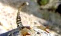 Scorpion at 'Evolution gorge'