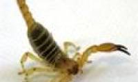 Scorpion: The talented architect in the desert