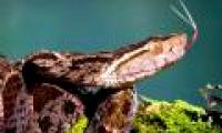 Screaming into the spider's sword, Costa Rica's most dangerous snake was mercilessly killed