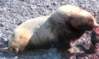 Sea lions kill, eat baby meat that makes experts confused