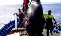 'Sea monster' weighing 2 tons fell into the fisherman's net
