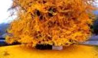 Sea of ​​yellow leaves from 1,400-year-old fan tree