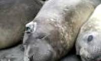 Sea seals help provide climate data
