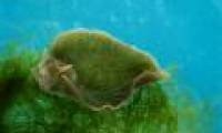 Sea slug: Calling is a child or a tree?
