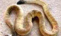 Sea snakes know how to make the same head and tail