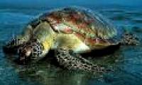 Sea turtles are about to become extinct?