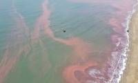 Sea water in Cam Xuyen district, Ha Tinh appears a strange red streak 3km long