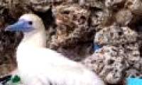 Seabirds eat more plastic than eat fish