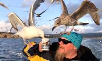Seagulls are becoming 'bad' with a series of outrageous behaviors, caused by humans!