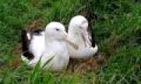 Seagulls lonely 10 years to find a partner