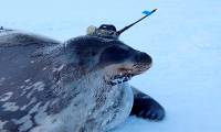 Seals help scientists collect data