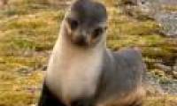 Seals stray between forests in Sweden