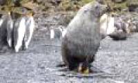 Seals with penguins - the most fruitful love of the earth appeared