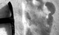 Search Bigfoot