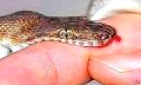Search for snake venom antidote thanks to anti-HIV technology
