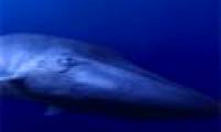 Search for the whale 'Forever Alone' most on Earth