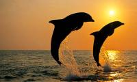 Seawater is salty and cannot be drunk directly, how do dolphins replenish water?