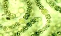 Seaweed helps cure malignant cancer