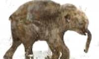 Secret of 37,000-year-old mammoths