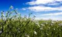 Secrets of the emergence of angiosperms