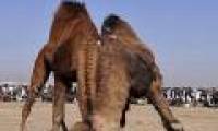 See camel wrestling