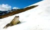 See love frog on an altitude of 1.800m