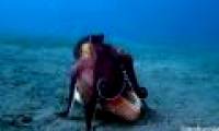 See octopus cleverly dressed as a clam to trick crabs
