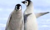 See penguins teach you how to go