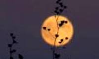 See the Harvest Moon and Super Moon phenomenon tonight