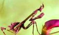 See the mantis 'smart'
