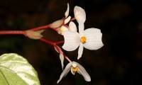 See the new plant species just discovered at Dakrong Nature Reserve