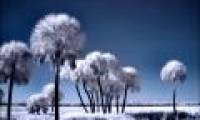 See the world through infrared filters