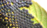 See this on your plant leaves, don't touch it!