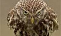 Seeing the scowl is seen as a real-life Angry Bird version