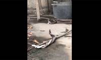 Seeing the two snakes intertwined, locals believe it's an 'omen,' and netizens offer explanations.