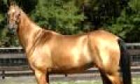 Seeing traces of horses with red sweat like blood
