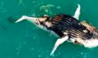 Seeing whales floating in the sea, the man approached him startled by the horrifying scene