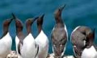 Self-cleaning bird eggs