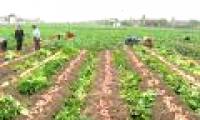 Self-control of disease-free potato varieties