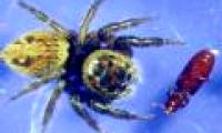 Self-defense beetles by lying fake dead