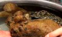 Sent to strange creatures, suspected to be rare and precious mushrooms