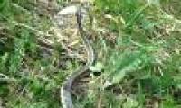 Serious snake