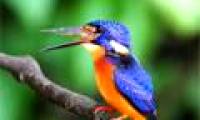Set of unique predator kingfisher photos