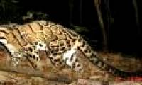 Seven species of strange cats were discovered in the rainforest